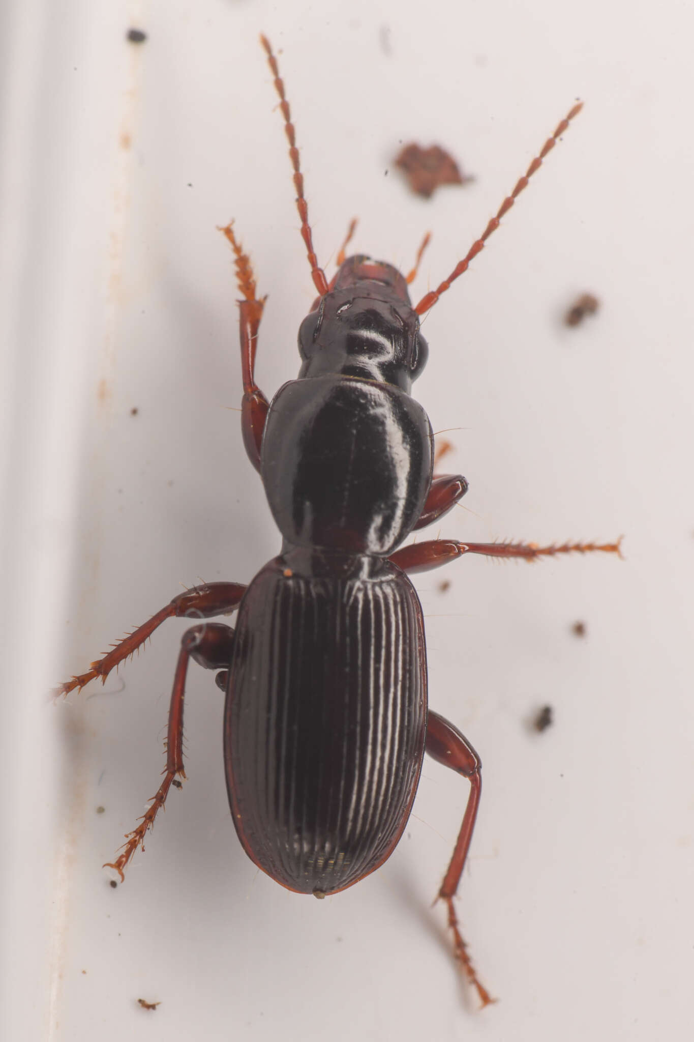 Image of Pterostichus (Leptoferonia) pumilus Casey 1913