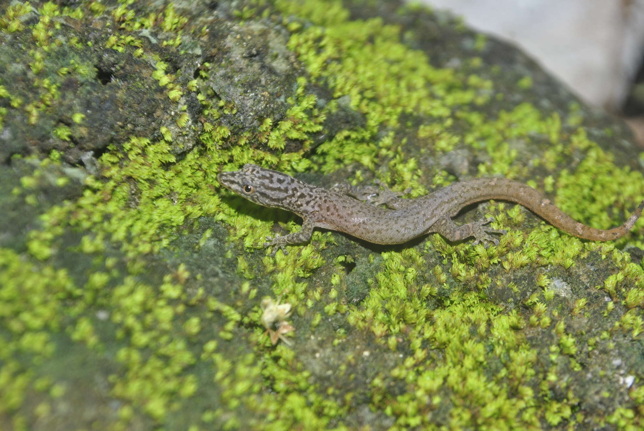 Image de Sphaerodactylus dunni Schmidt 1936