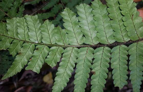 Imagem de Alsophila metteniana Hance