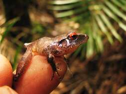 Image of Izabal robber frog