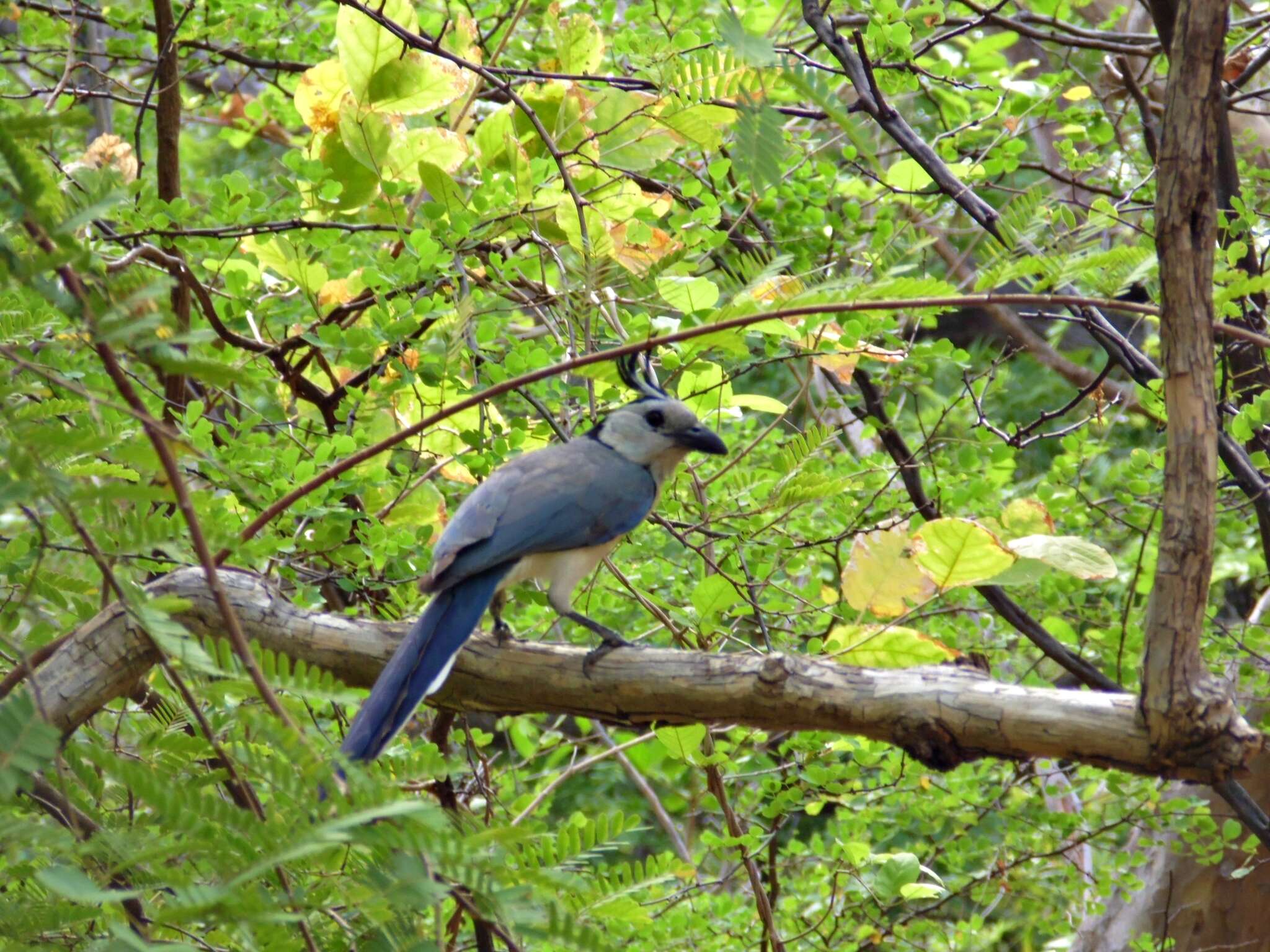 Image of Magpie-jay