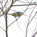 Image of Black-headed Tanager