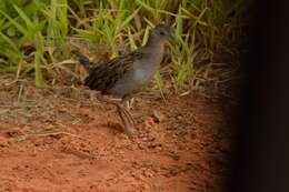 Image of Ash-throated Crake