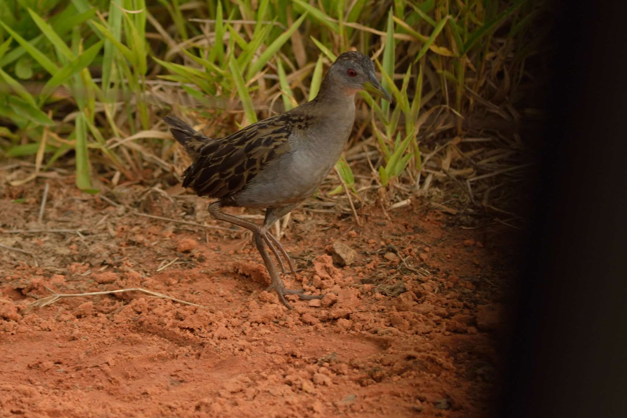 Image of Ash-throated Crake