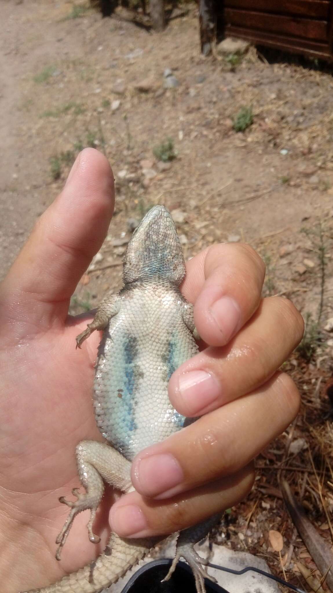 Sceloporus bulleri Boulenger 1895的圖片