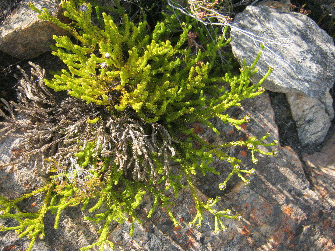 Image of Leucadendron sorocephalodes Phillips & Hutchinson