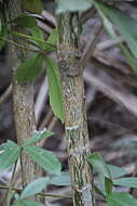 Image de Pseudopanax lessonii (DC.) K. Koch