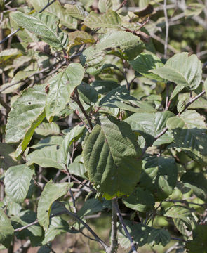 Image of Alder