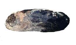 Image of Spectacle Case Pearly Mussel