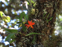 Image of Prosthechea vitellina (Lindl.) W. E. Higgins