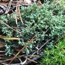 Image of Cladonia turgida Ehrh. ex Hoffm.