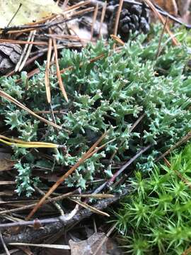 Image of Cladonia turgida Ehrh. ex Hoffm.