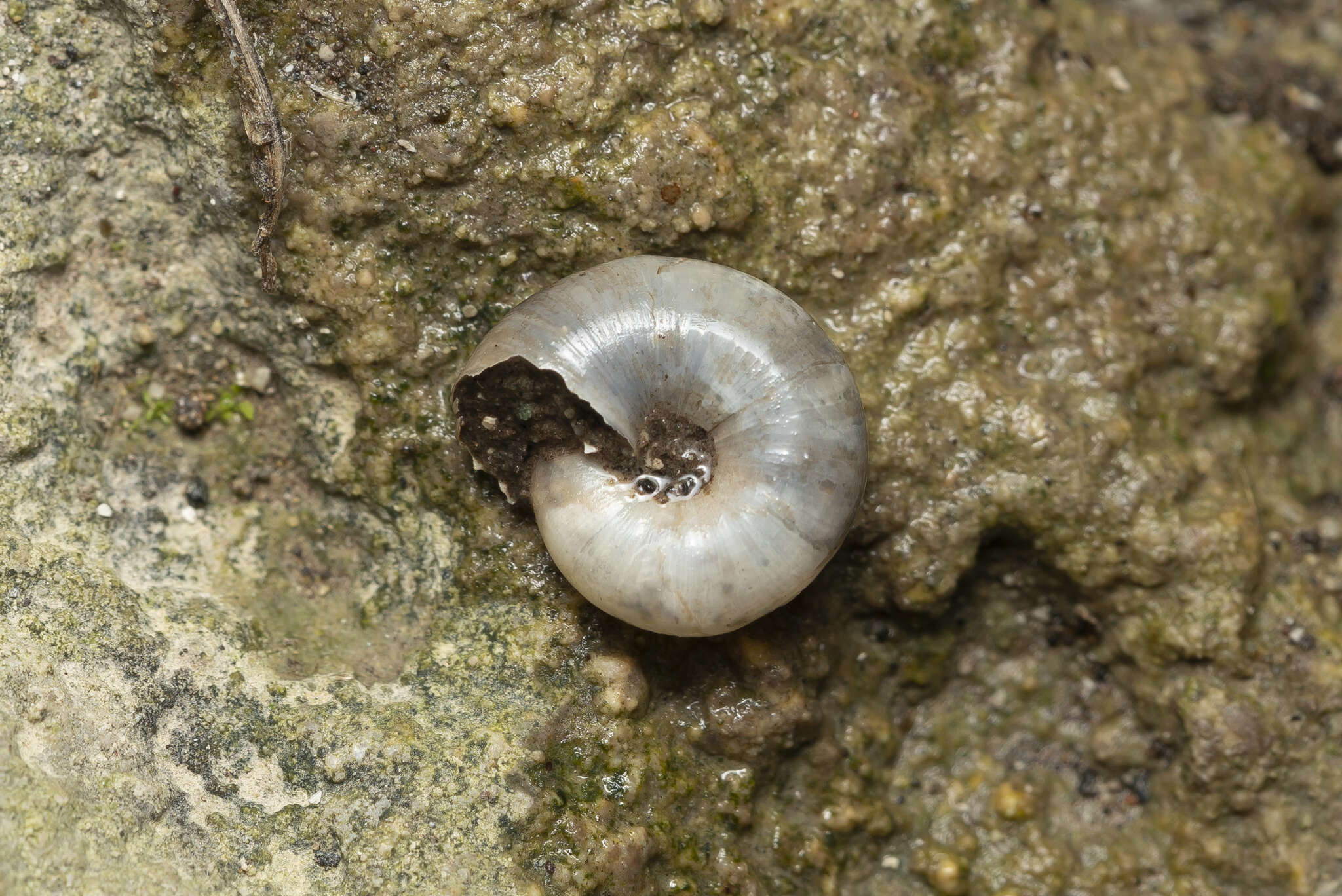 Image of Oxychilus cyprius (L. Pfeiffer 1847)