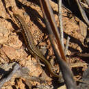 Image of Brown-blazed Wedgesnout Ctenotus