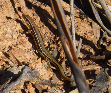 Слика од Ctenotus allotropis Storr 1981