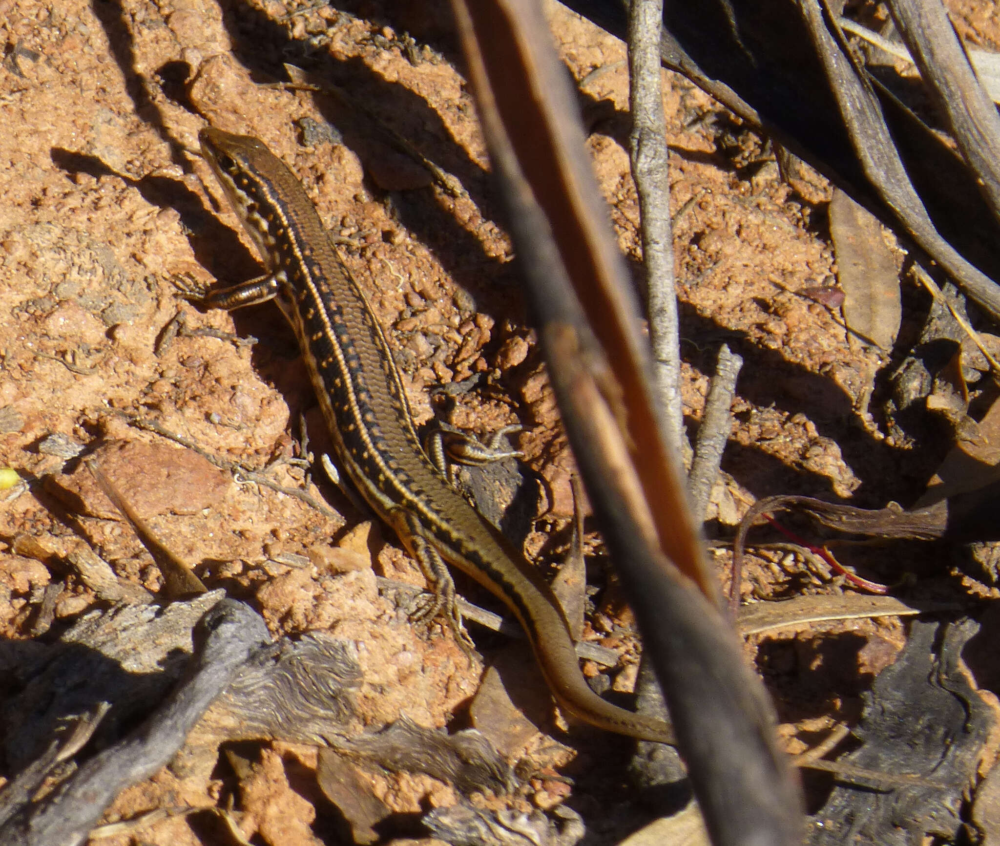 Image of Brown-blazed Wedgesnout Ctenotus