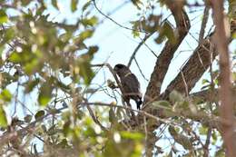 Image of Rüppell's Parrot