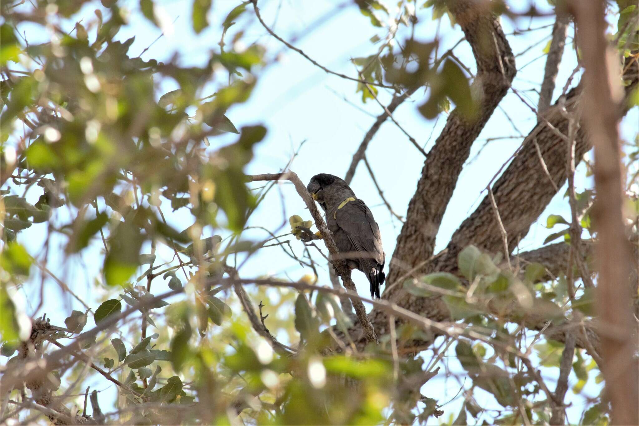 Image of Rüppell's Parrot