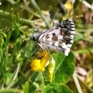 Image of large grizzled skipper