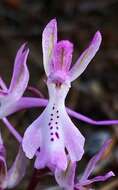 صورة Orchis troodi (Renz) P. Delforge