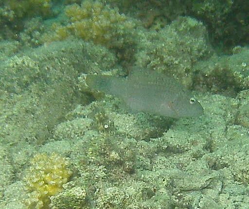 Image of Bandcheek wrasse