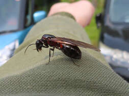 Image of Camponotus obscuripes Mayr 1879