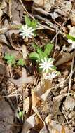 Image of star chickweed