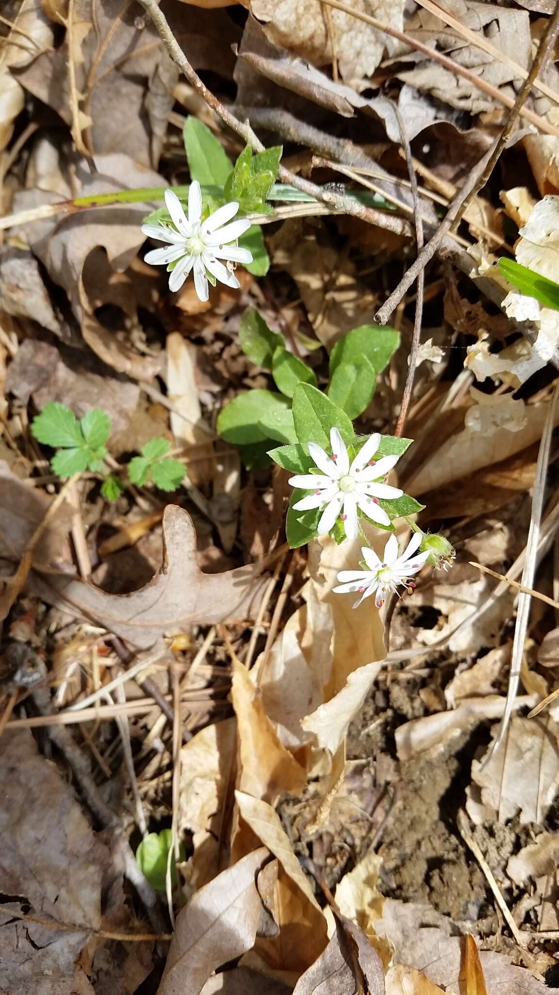 Image of star chickweed