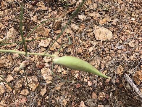 Image de Asclepias rusbyi (Vail) R. E. Woodson