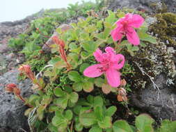 Imagem de Rhododendron camtschaticum Pall.