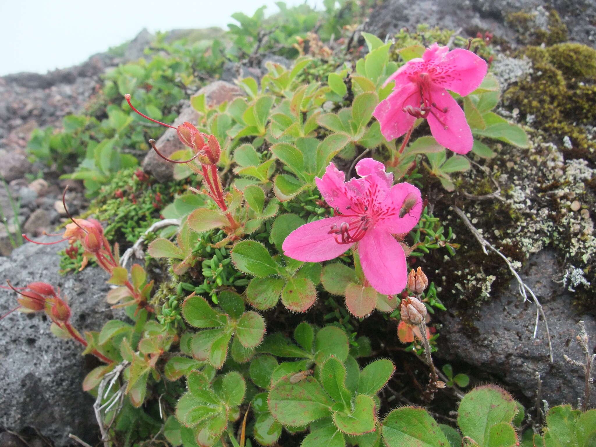 Imagem de Rhododendron camtschaticum Pall.