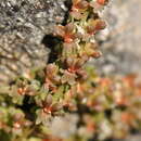 Слика од Sesamoides interrupta (Boreau) G. López González