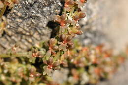 Image of Sesamoides interrupta (Boreau) G. López González