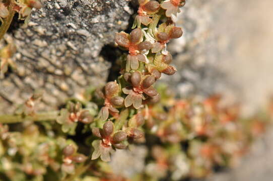 Слика од Sesamoides interrupta (Boreau) G. López González