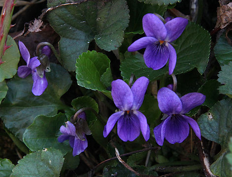 Image of sweet violet