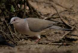 Image of Gray Fronted Dove