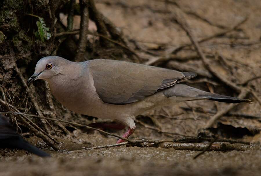 Image of Gray Fronted Dove