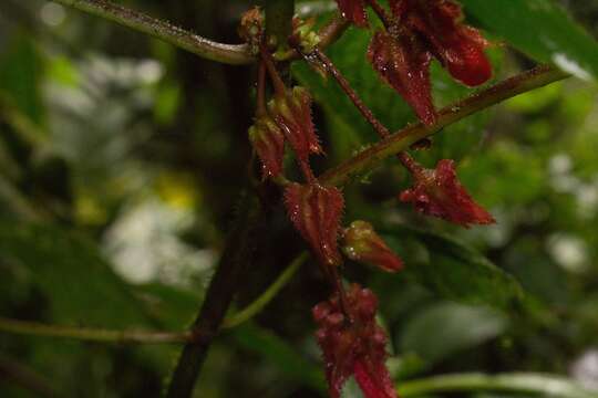 Image of Glossoloma tetragonum Hanst.