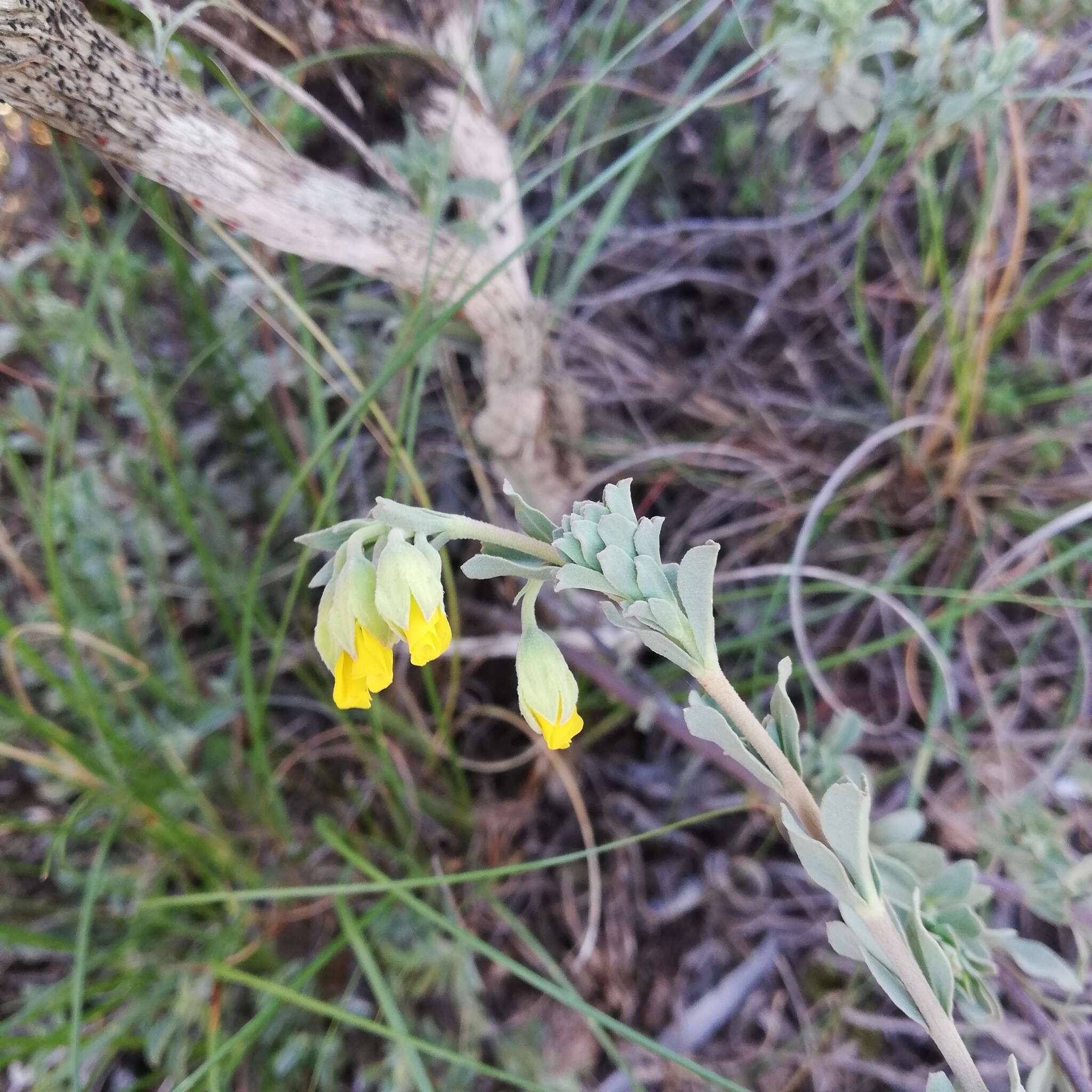 Image of Hermannia trifoliata L.