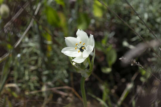 Image of Ornithogalum arabicum L.