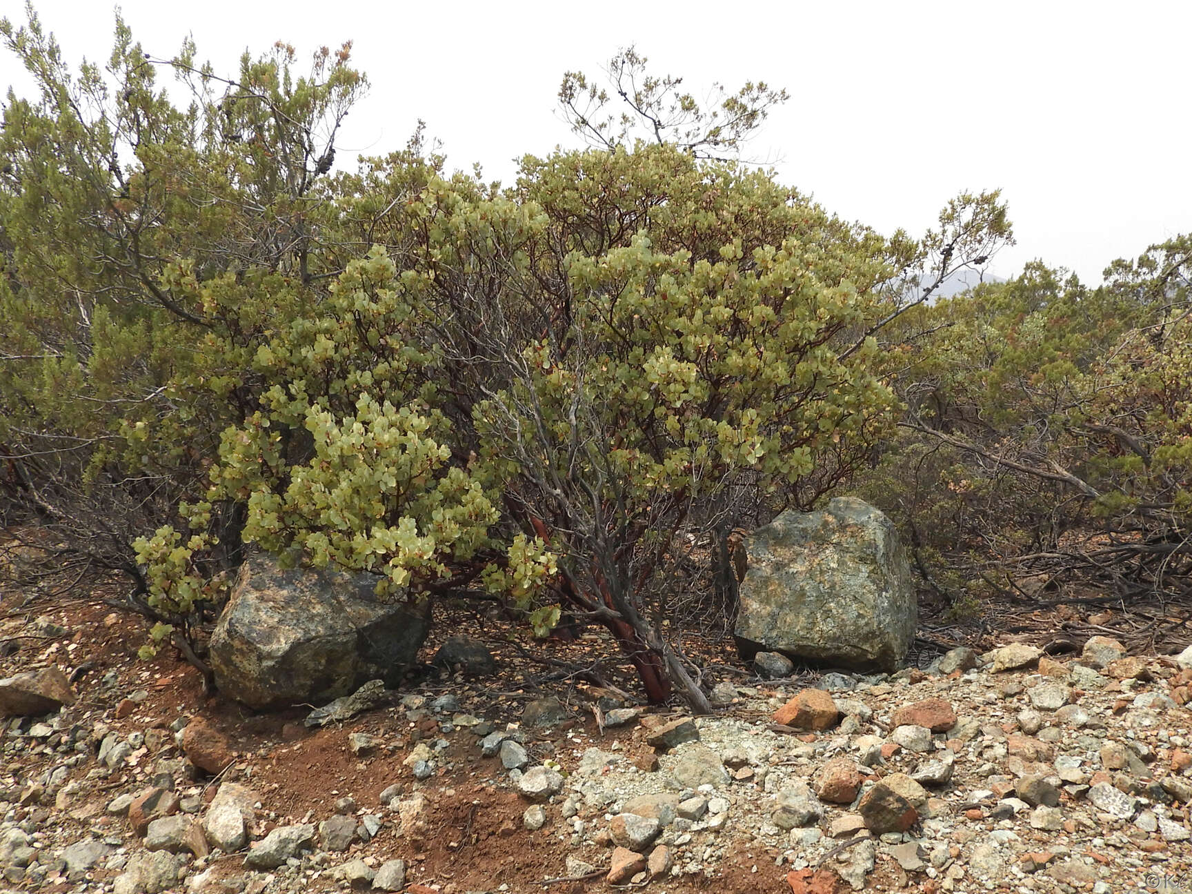 Arctostaphylos viscida subsp. pulchella (T. J. Howell) P. V. Wells resmi