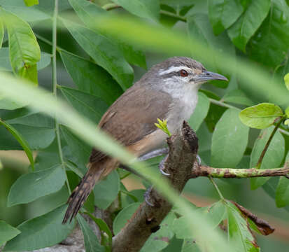 Image of Isthmian Wren