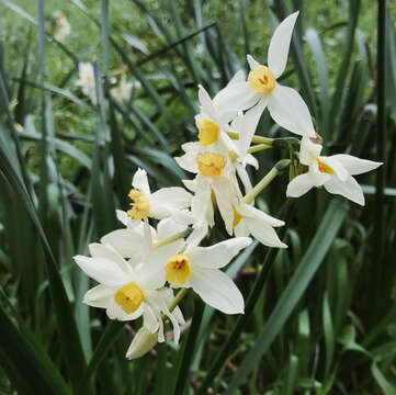 Narcissus tazetta subsp. italicus (Ker Gawl.) Baker resmi