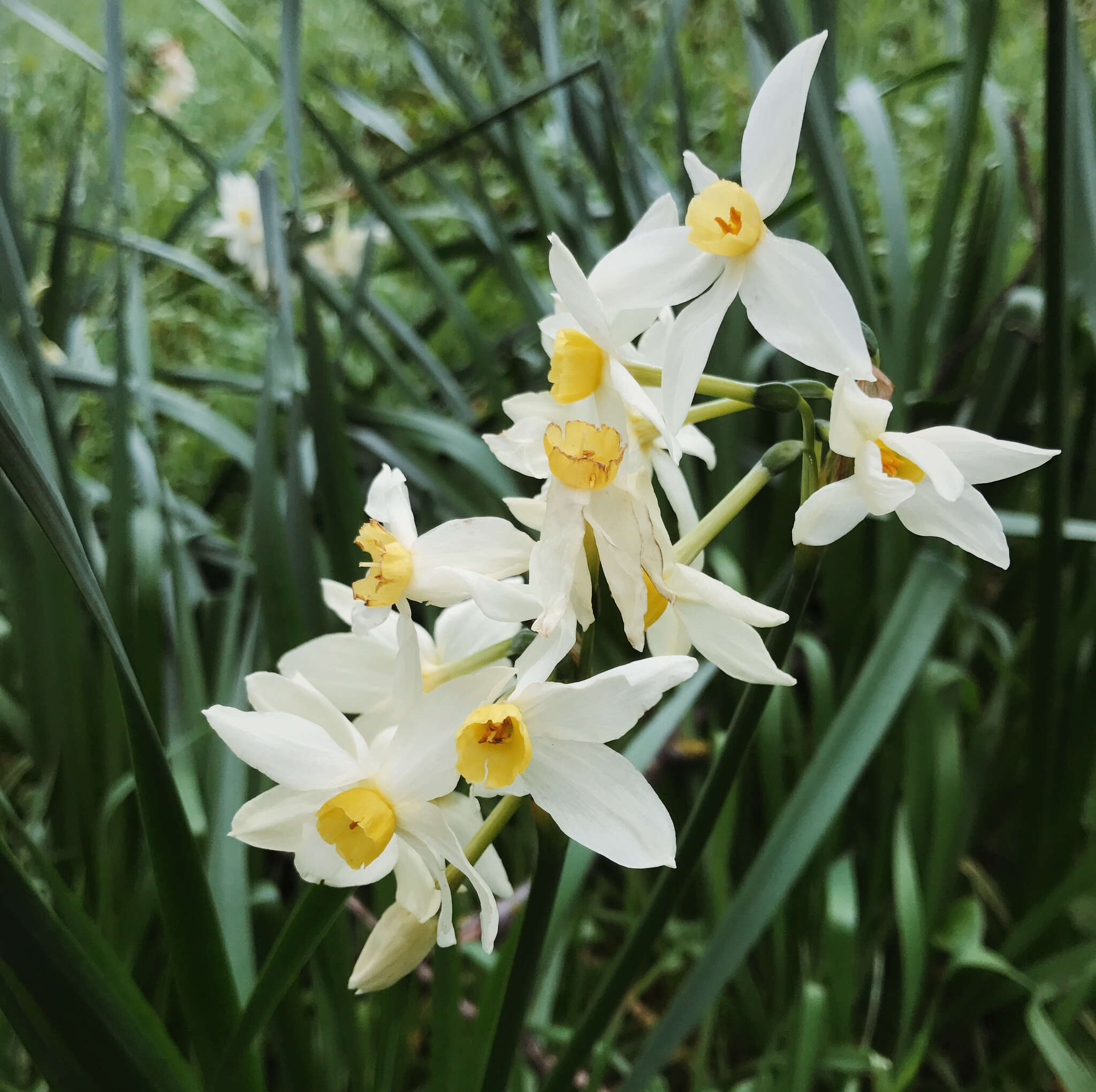 Image of Narcissus tazetta subsp. italicus (Ker Gawl.) Baker