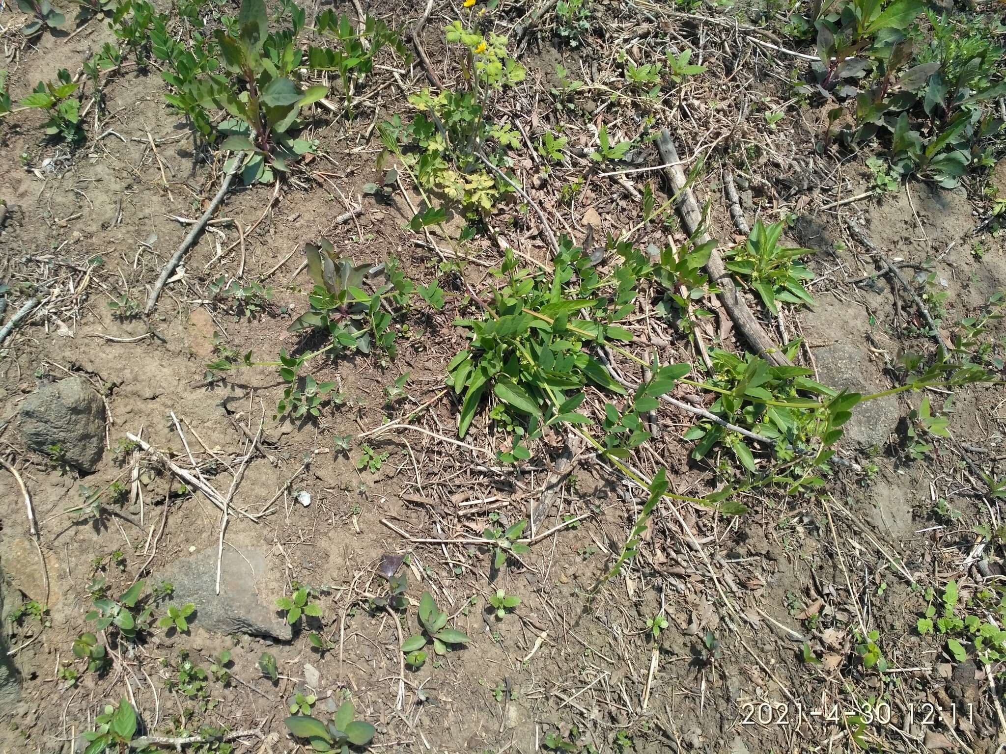 Image of Vicia amurensis Oett.