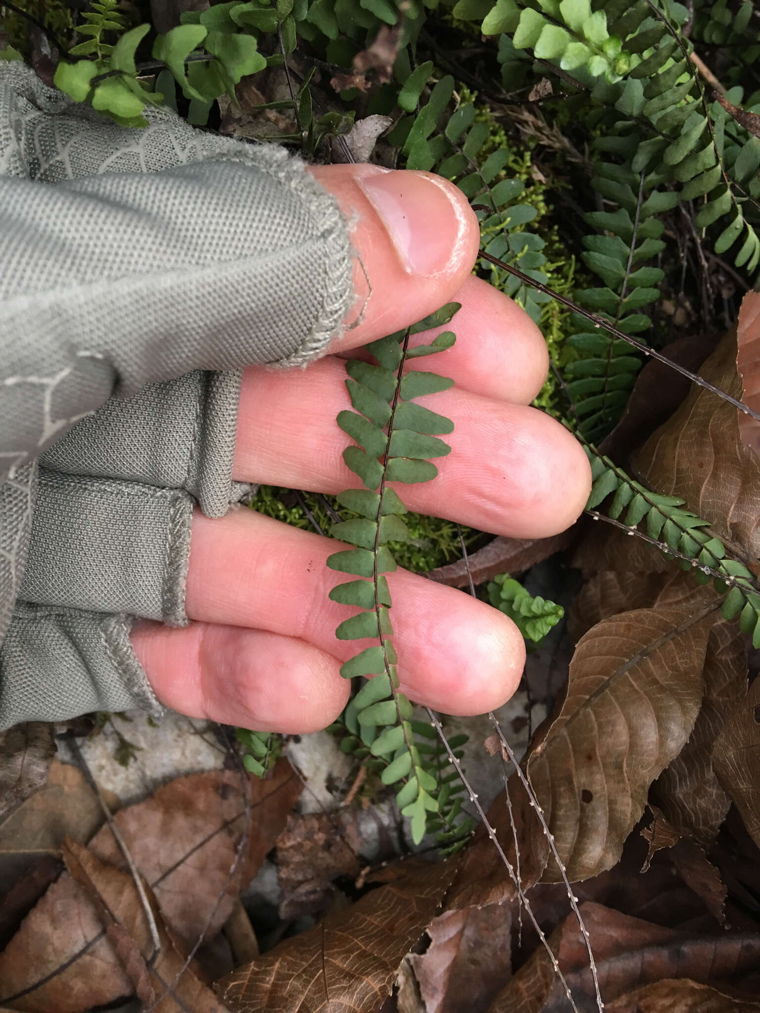 Image of blackstem spleenwort