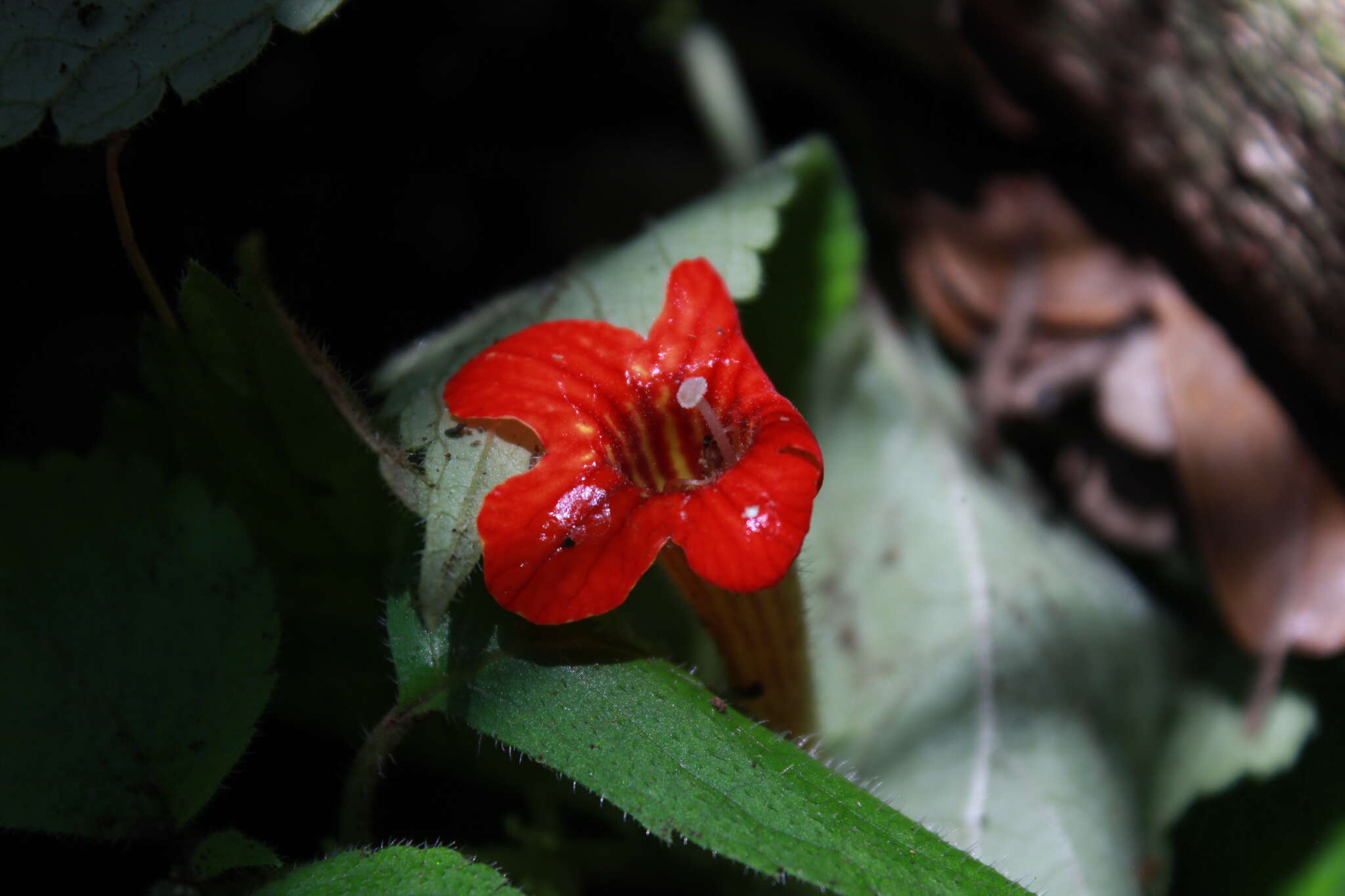 Imagem de Achimenes antirrhina (DC.) C. V. Morton