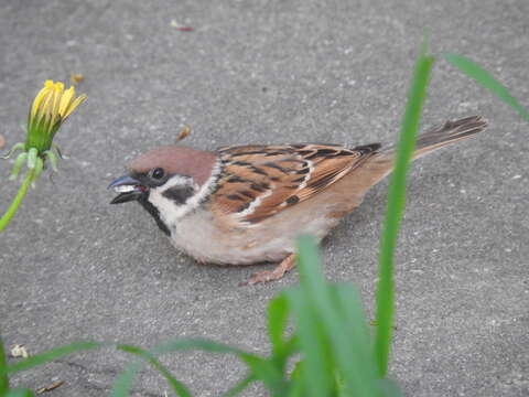 Image of Passer montanus montanus (Linnaeus 1758)