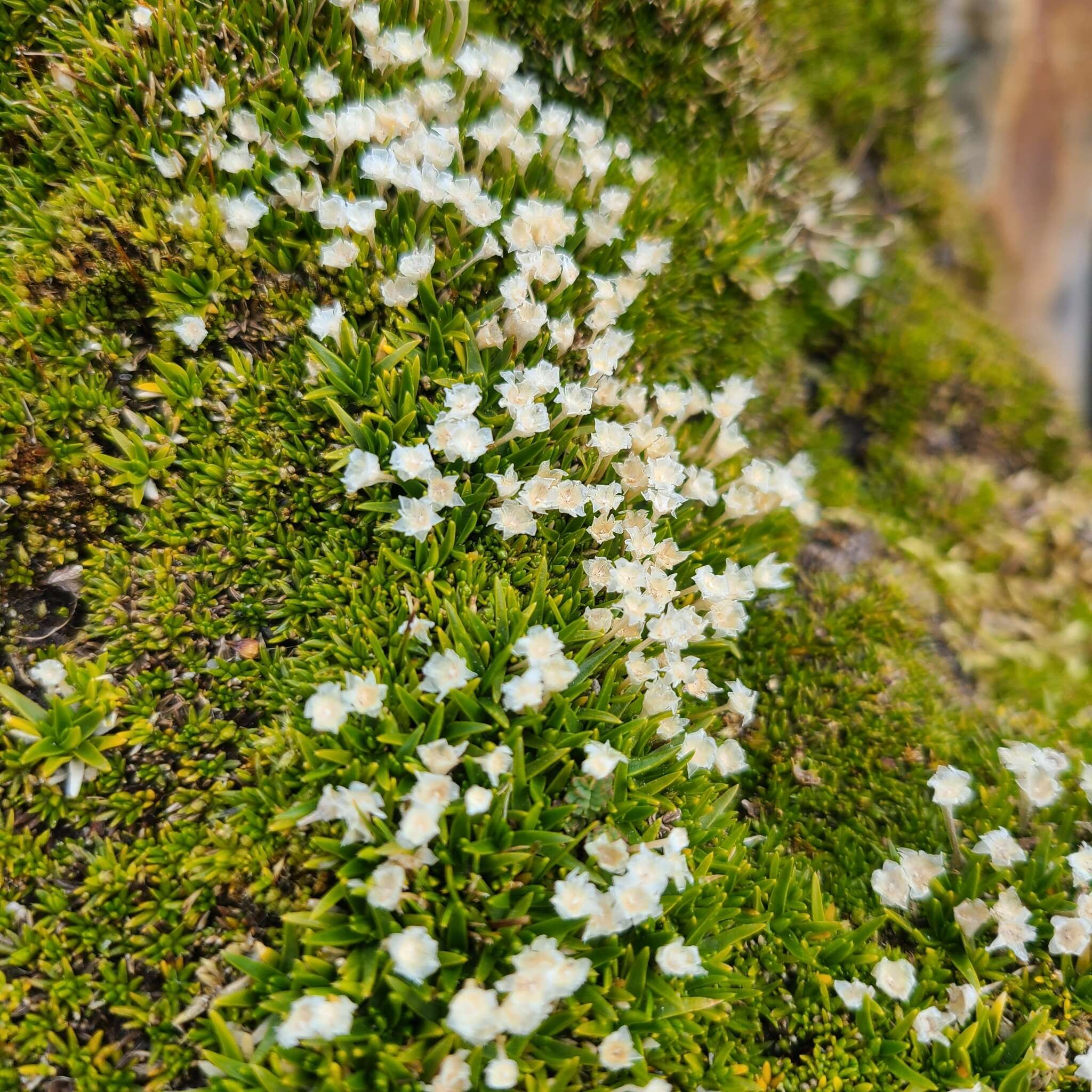 Слика од Colobanthus quitensis (Kunth) Bartling