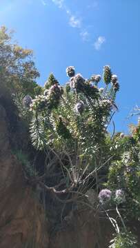 Слика од Echium nervosum Dryand. ex Ait.